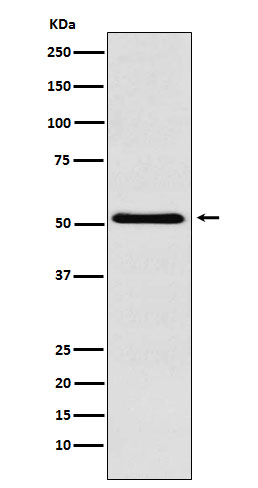 Rabbit monoclonal antibody