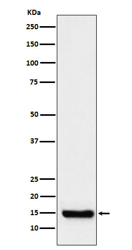 Rabbit monoclonal antibody