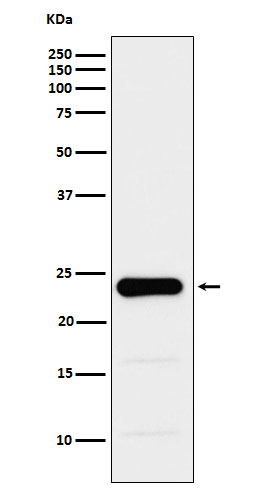 Rabbit monoclonal antibody