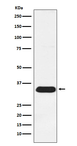 Rabbit monoclonal antibody