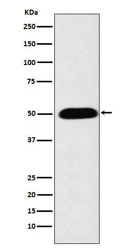 Rabbit monoclonal antibody