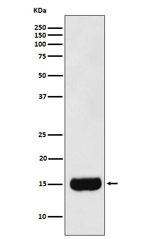 Rabbit monoclonal antibody