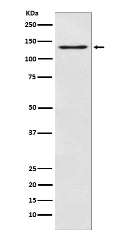 Rabbit monoclonal antibody