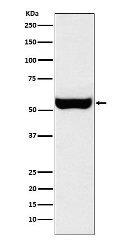Rabbit monoclonal antibody