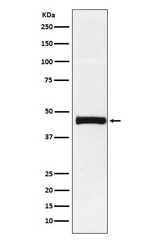 Rabbit monoclonal antibody
