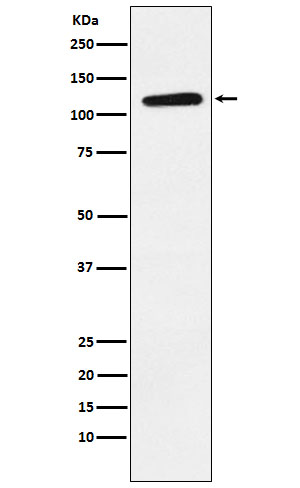 Rabbit monoclonal antibody
