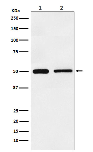 Rabbit monoclonal antibody