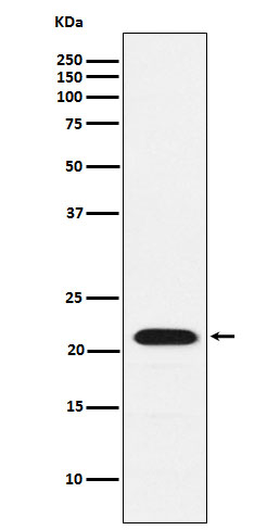 Rabbit monoclonal antibody