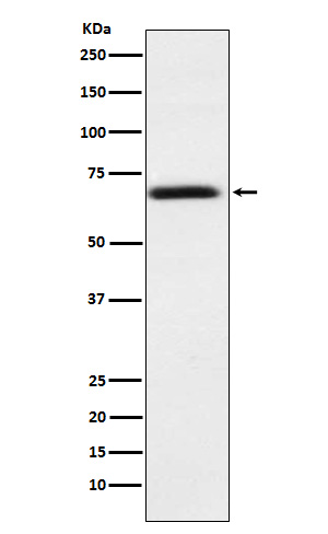 Rabbit monoclonal antibody