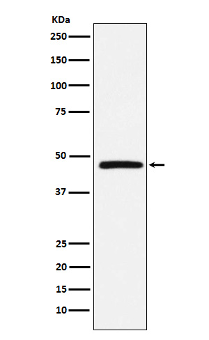 Rabbit monoclonal antibody
