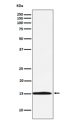 Rabbit monoclonal antibody