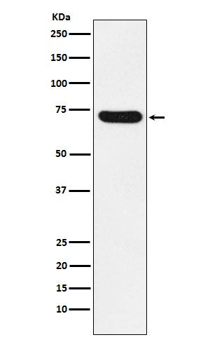 Rabbit monoclonal antibody