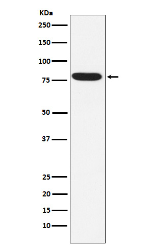 Rabbit monoclonal antibody