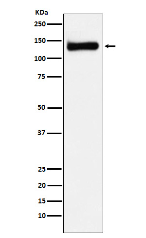 Rabbit monoclonal antibody