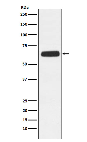 Rabbit monoclonal antibody