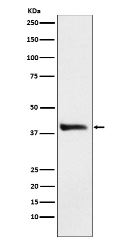 Rabbit monoclonal antibody