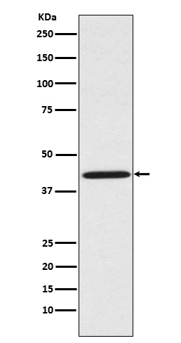 Rabbit monoclonal antibody