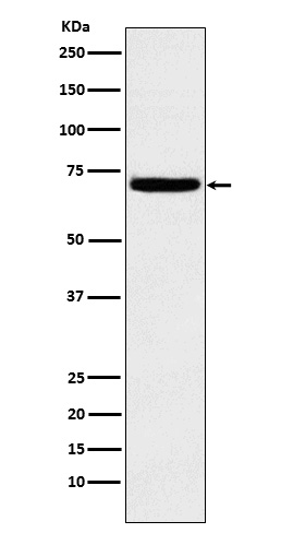 Rabbit monoclonal antibody