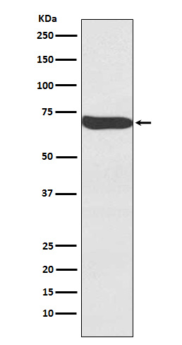 Rabbit monoclonal antibody