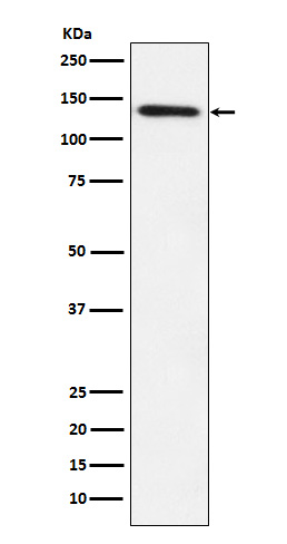 Rabbit monoclonal antibody