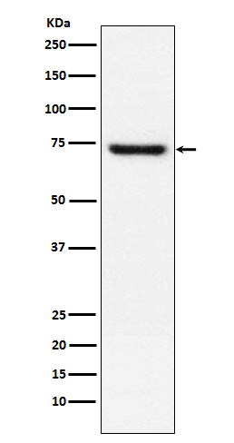 Rabbit monoclonal antibody