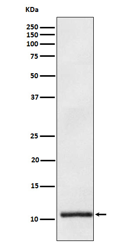 Rabbit monoclonal antibody