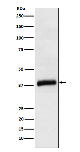Rabbit monoclonal antibody