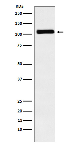 Rabbit monoclonal antibody
