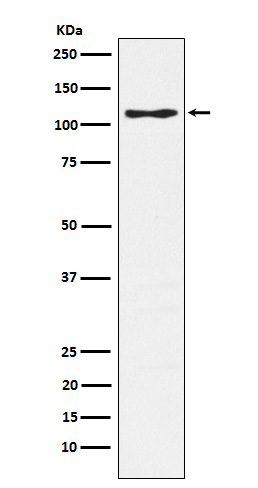 Rabbit monoclonal antibody