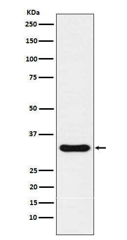 Rabbit monoclonal antibody