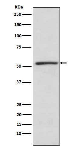 Rabbit monoclonal antibody