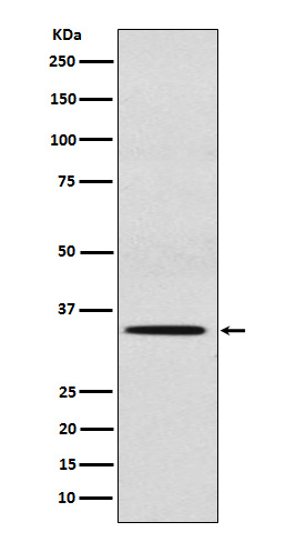 Rabbit monoclonal antibody