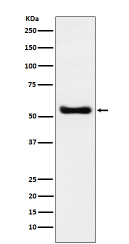 Rabbit monoclonal antibody