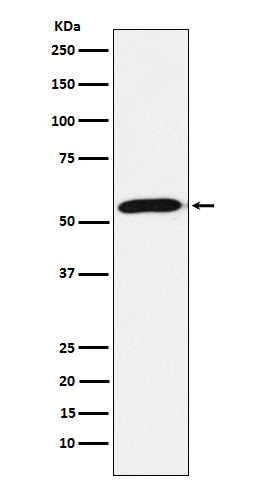 Rabbit monoclonal antibody