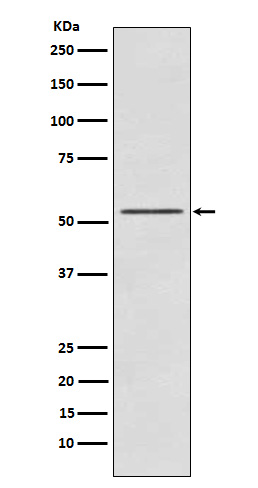 Rabbit monoclonal antibody