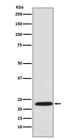 Rabbit monoclonal antibody