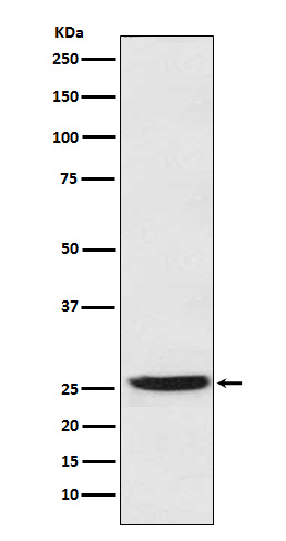 Rabbit monoclonal antibody