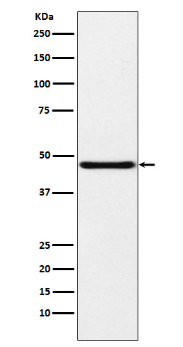Rabbit monoclonal antibody