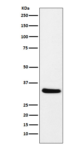 Rabbit monoclonal antibody