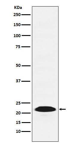 Rabbit monoclonal antibody
