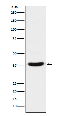 Rabbit monoclonal antibody