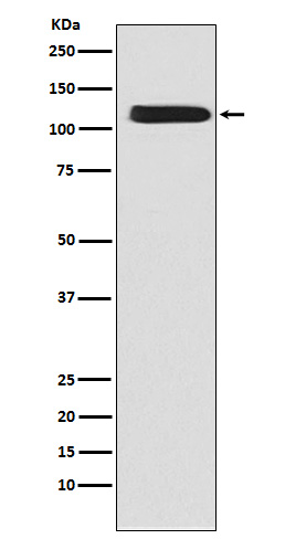 Rabbit monoclonal antibody