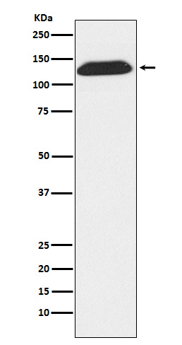 Rabbit monoclonal antibody