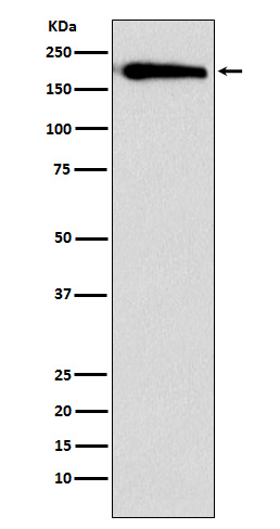 Rabbit monoclonal antibody