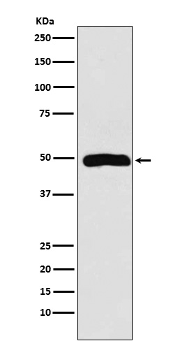 Rabbit monoclonal antibody
