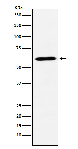 Rabbit monoclonal antibody