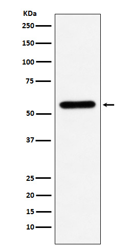 Rabbit monoclonal antibody