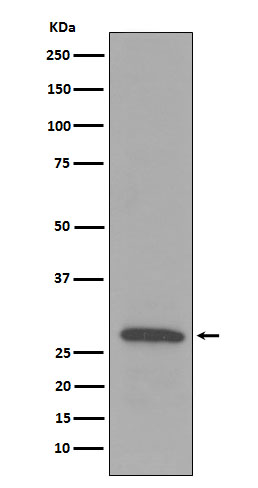Rabbit monoclonal antibody