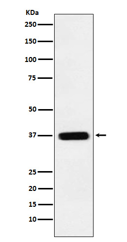 Rabbit monoclonal antibody