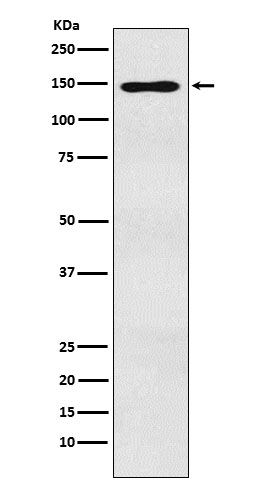 Rabbit monoclonal antibody
